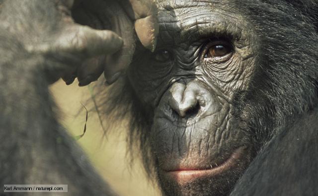 webassets/BONOBO_PICTURES.jpg